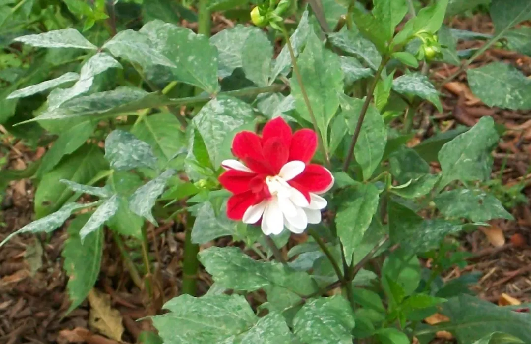5ta SARoCO. Hacienda Agroecoturistica-1